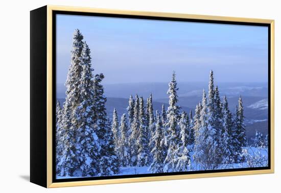 Snow scene near Fairbanks, Alaska, USA-Stuart Westmorland-Framed Premier Image Canvas
