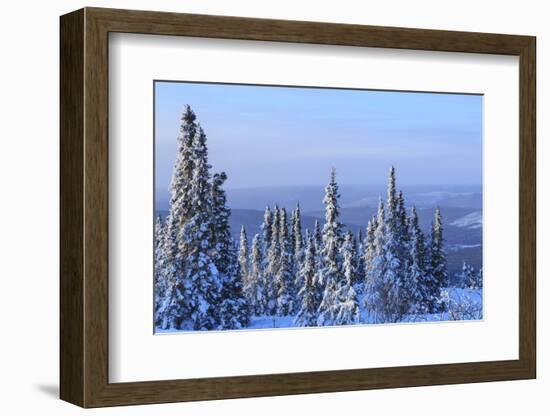 Snow scene near Fairbanks, Alaska, USA-Stuart Westmorland-Framed Photographic Print