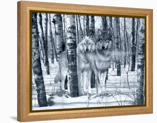 Snow Shadows Silvertones-Gordon Semmens-Framed Premier Image Canvas