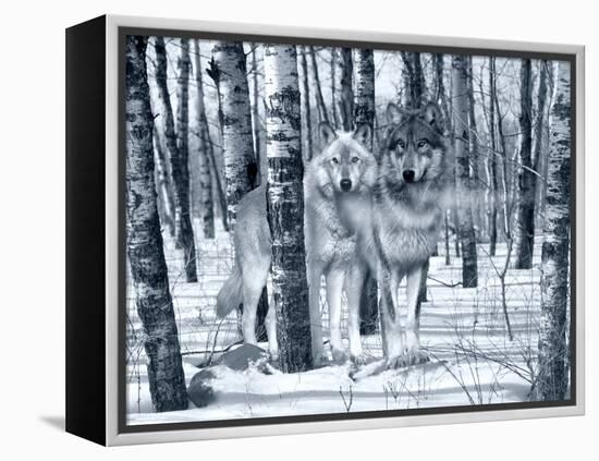 Snow Shadows Silvertones-Gordon Semmens-Framed Premier Image Canvas