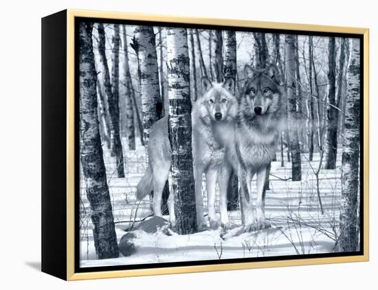 Snow Shadows Silvertones-Gordon Semmens-Framed Premier Image Canvas