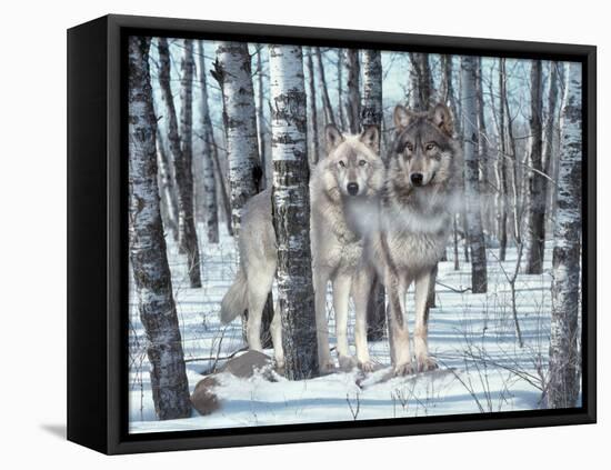 Snow Shadows-Gordon Semmens-Framed Premier Image Canvas