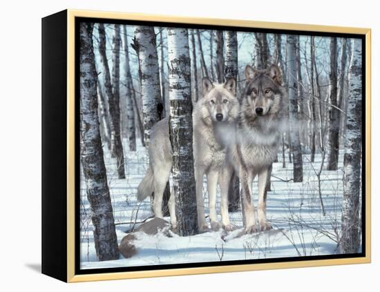 Snow Shadows-Gordon Semmens-Framed Premier Image Canvas