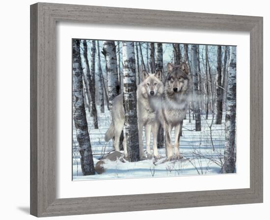 Snow Shadows-Gordon Semmens-Framed Photographic Print