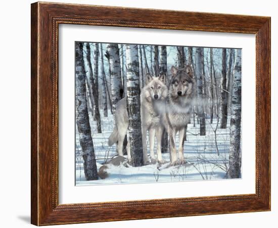 Snow Shadows-Gordon Semmens-Framed Photographic Print