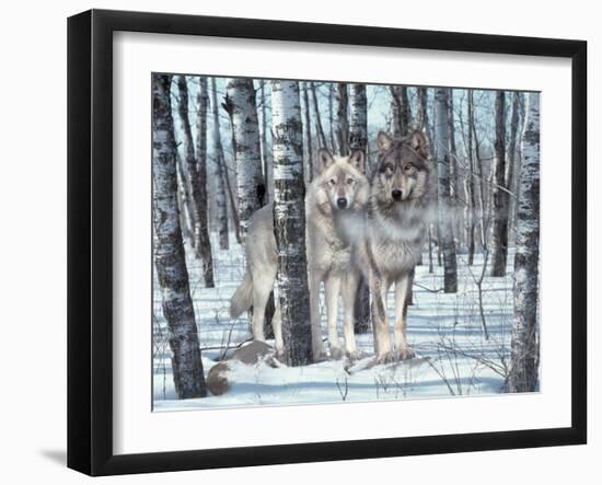 Snow Shadows-Gordon Semmens-Framed Photographic Print