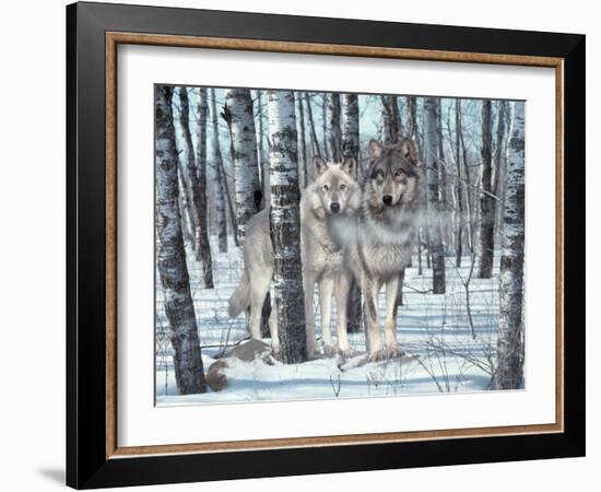 Snow Shadows-Gordon Semmens-Framed Photographic Print