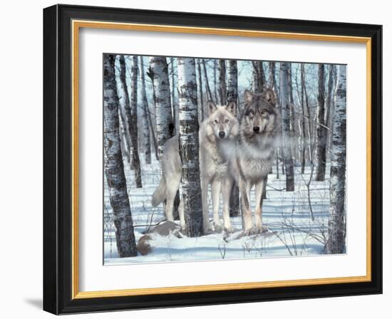 Snow Shadows-Gordon Semmens-Framed Photographic Print