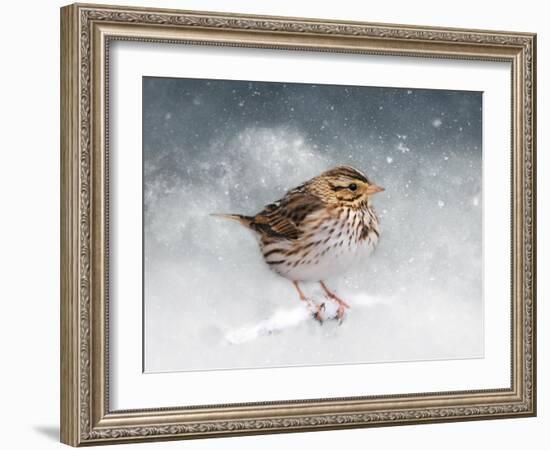 Snow Sparrow-Jai Johnson-Framed Giclee Print