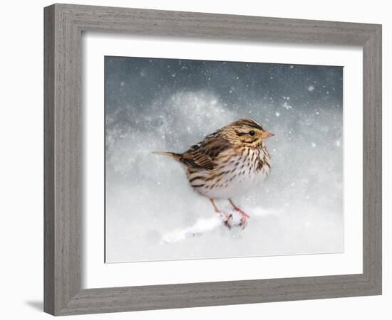 Snow Sparrow-Jai Johnson-Framed Giclee Print