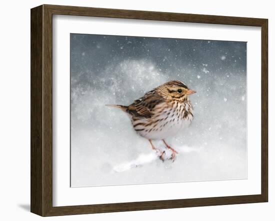 Snow Sparrow-Jai Johnson-Framed Giclee Print