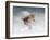 Snow Sparrow-Jai Johnson-Framed Giclee Print