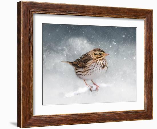 Snow Sparrow-Jai Johnson-Framed Giclee Print