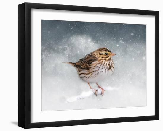 Snow Sparrow-Jai Johnson-Framed Giclee Print