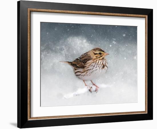 Snow Sparrow-Jai Johnson-Framed Giclee Print