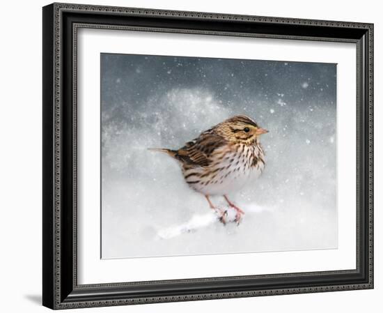 Snow Sparrow-Jai Johnson-Framed Giclee Print