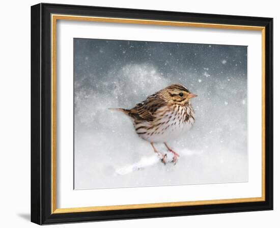 Snow Sparrow-Jai Johnson-Framed Giclee Print