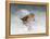 Snow Sparrow-Jai Johnson-Framed Premier Image Canvas