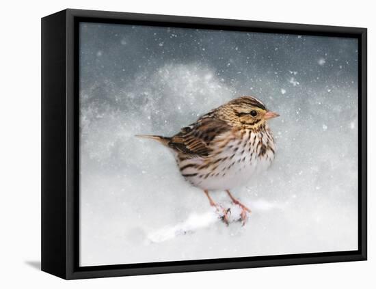 Snow Sparrow-Jai Johnson-Framed Premier Image Canvas