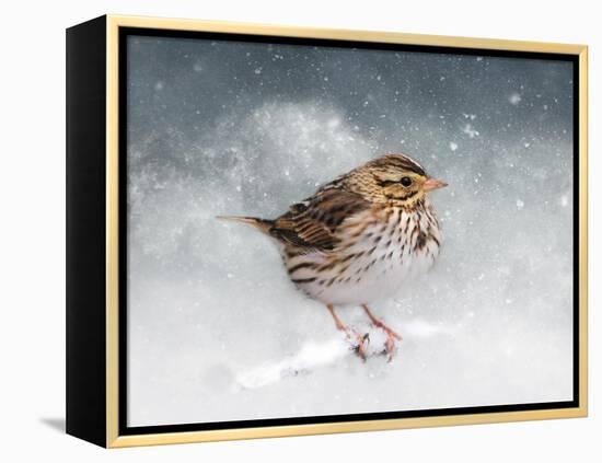 Snow Sparrow-Jai Johnson-Framed Premier Image Canvas