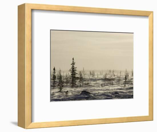 Snow Storm, Blizzard, Churchill, Hudson Bay, Manitoba, Canada-Thorsten Milse-Framed Photographic Print