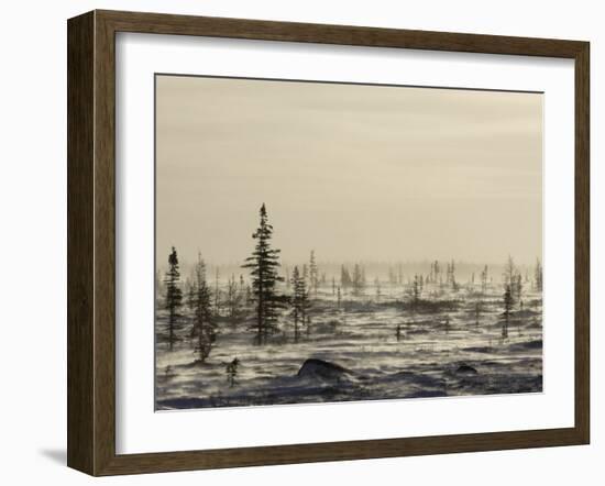 Snow Storm, Blizzard, Churchill, Hudson Bay, Manitoba, Canada-Thorsten Milse-Framed Photographic Print