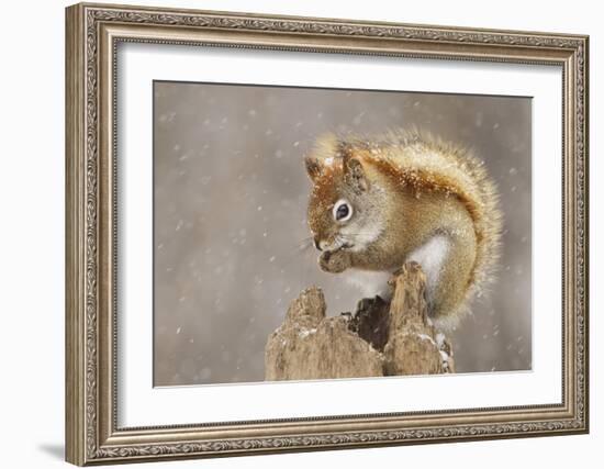 Snow Storm-Mircea Costina-Framed Giclee Print