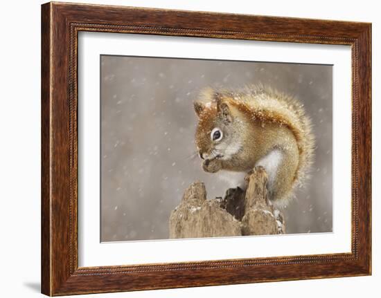 Snow Storm-Mircea Costina-Framed Giclee Print