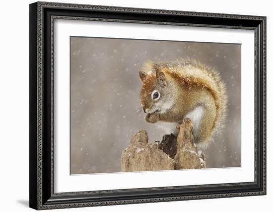 Snow Storm-Mircea Costina-Framed Giclee Print