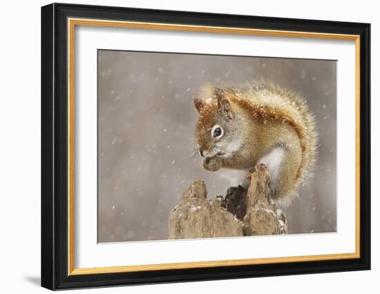 Snow Storm-Mircea Costina-Framed Giclee Print