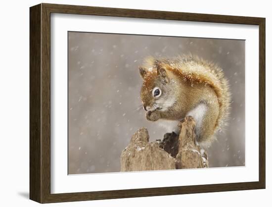 Snow Storm-Mircea Costina-Framed Giclee Print