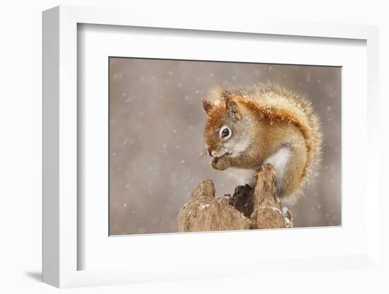 Snow Storm-Mircea Costina-Framed Photographic Print