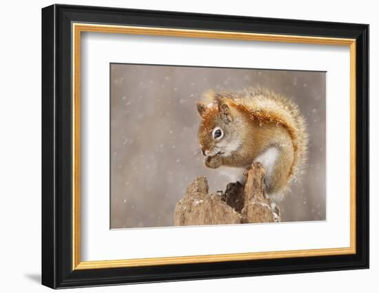 Snow Storm-Mircea Costina-Framed Photographic Print