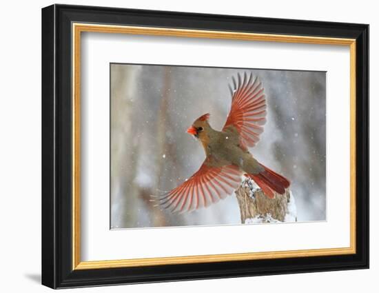 Snow Storm-Mircea Costina-Framed Photographic Print