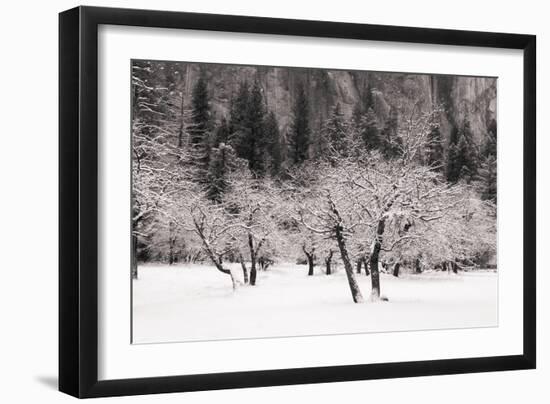 Snow Trees at El Capitan Meadow Yosemite National Park-Vincent James-Framed Photographic Print