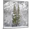 Snow Trees-Chris Dunker-Mounted Giclee Print