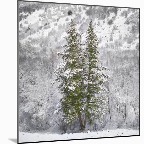 Snow Trees-Chris Dunker-Mounted Giclee Print