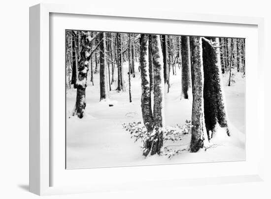 Snow Trees-Craig Howarth-Framed Photographic Print