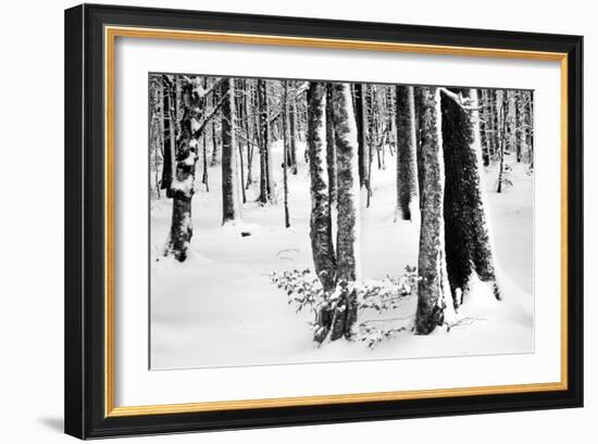 Snow Trees-Craig Howarth-Framed Photographic Print