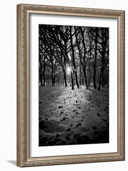 Snow Trees-Rory Garforth-Framed Photographic Print