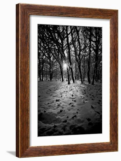 Snow Trees-Rory Garforth-Framed Photographic Print