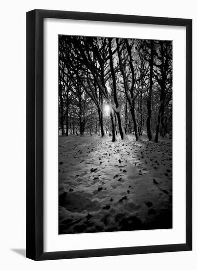 Snow Trees-Rory Garforth-Framed Photographic Print