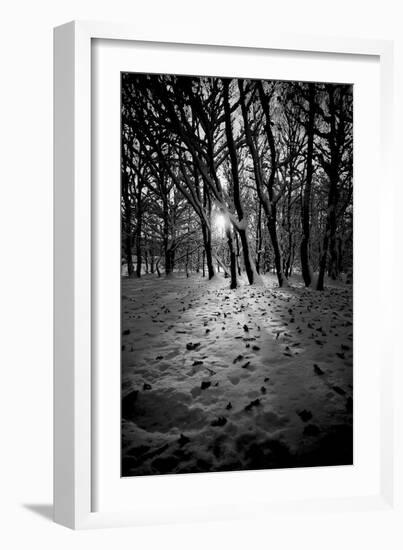 Snow Trees-Rory Garforth-Framed Photographic Print