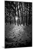 Snow Trees-Rory Garforth-Mounted Photographic Print