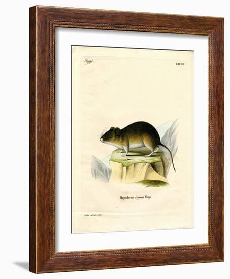 Snow Vole-null-Framed Giclee Print