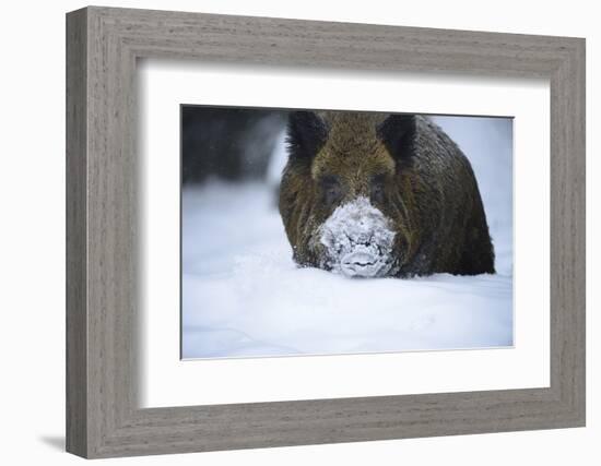 Snow, Wild Boar-Reiner Bernhardt-Framed Photographic Print