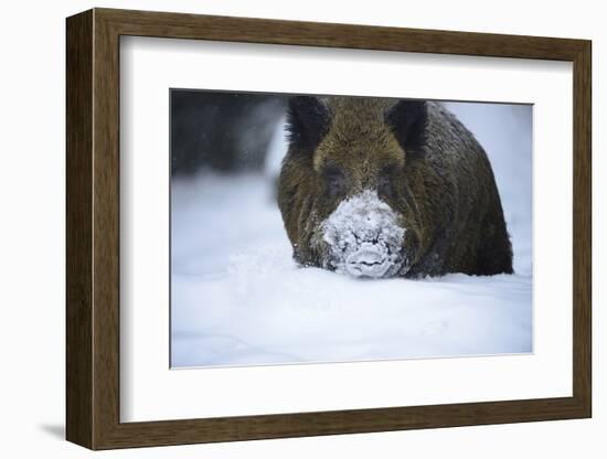 Snow, Wild Boar-Reiner Bernhardt-Framed Photographic Print