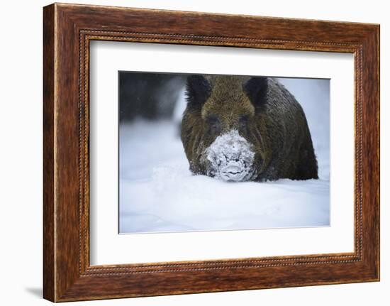 Snow, Wild Boar-Reiner Bernhardt-Framed Photographic Print