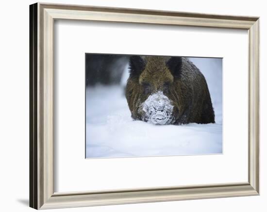 Snow, Wild Boar-Reiner Bernhardt-Framed Photographic Print