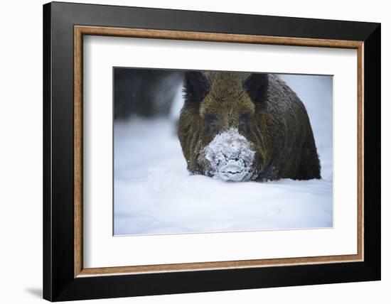 Snow, Wild Boar-Reiner Bernhardt-Framed Photographic Print